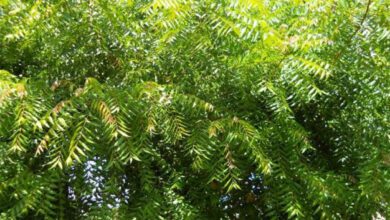 Neem-Amravati Mandal