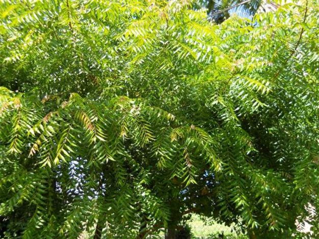 Neem-Amravati Mandal