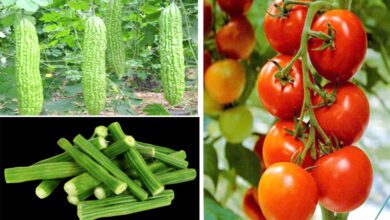 Coriander-Bitter-gourd-Tomato-amravati-mandal