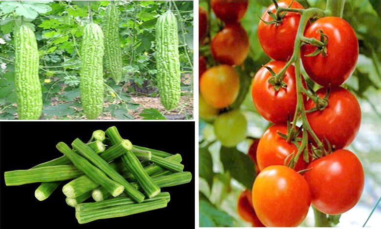 Coriander-Bitter-gourd-Tomato-amravati-mandal