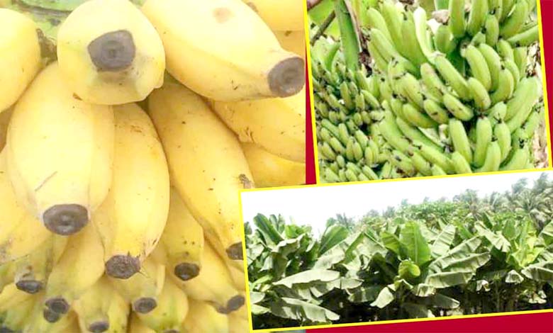 Bananas-amravati-mandal