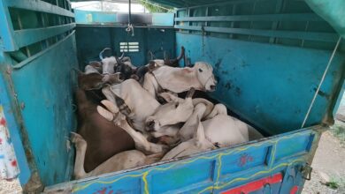 cow-Amravati-Mandal