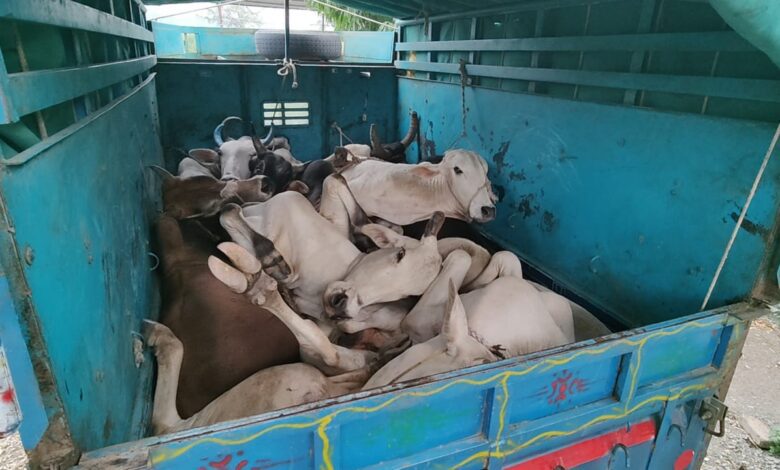 cow-Amravati-Mandal