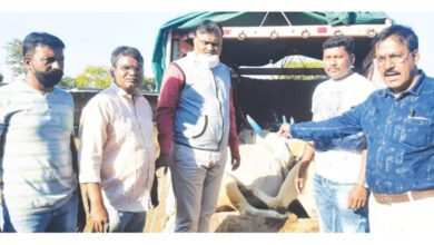 Cattle-smuggling-amravati-mandal