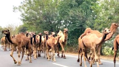 camel-amravati-mandal