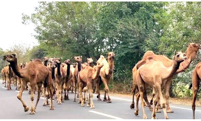 camel-amravati-mandal