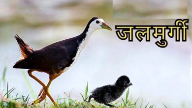 water-hen-amravati-mandal