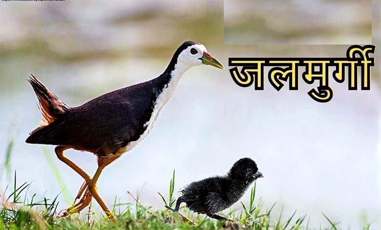 water-hen-amravati-mandal
