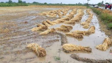 unseasonal-rain-amravati-mandal
