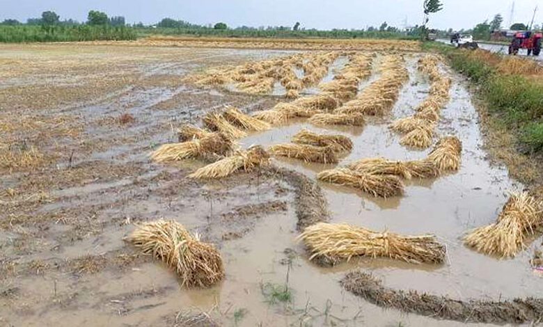 unseasonal-rain-amravati-mandal