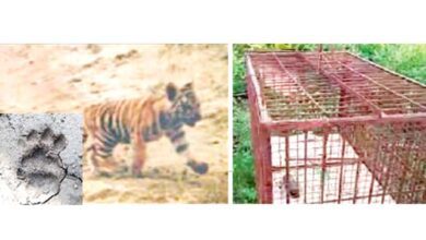 Tiger-Panic-amravati-mandal