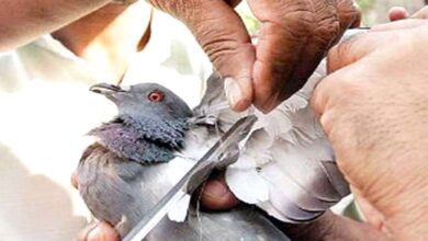 birds-amravati-mandal