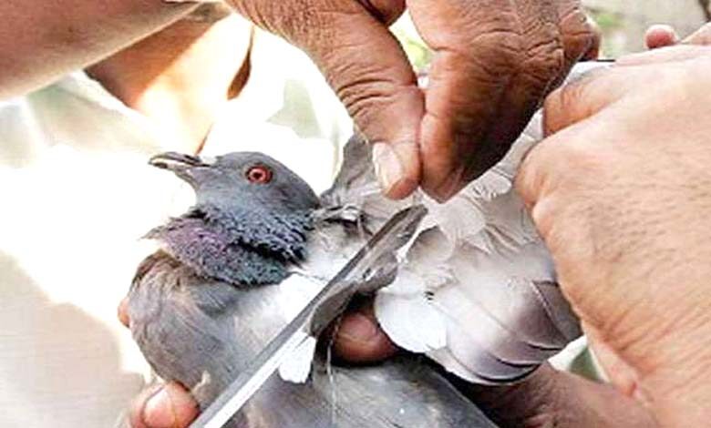 birds-amravati-mandal