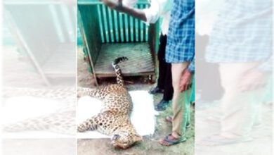 Death-of-Leopard-amravati-mandal