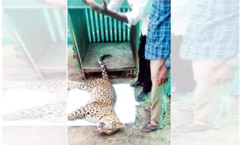 Death-of-Leopard-amravati-mandal
