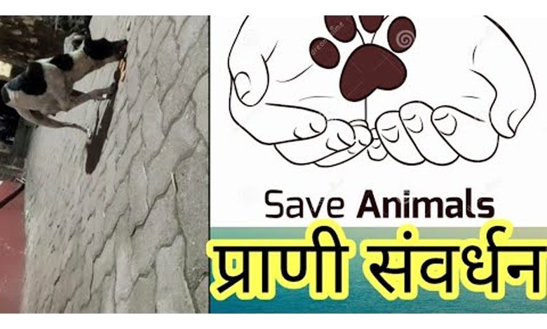 Animal-Culture-amravati-mandal