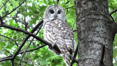 death-of-owl-amravati-mandal