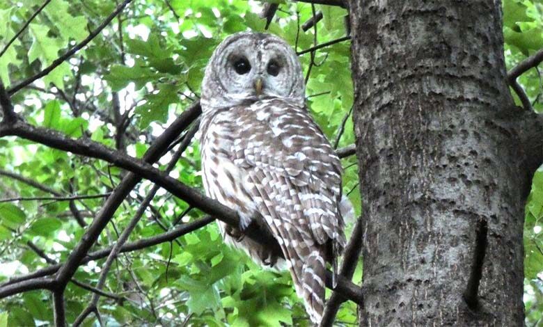 death-of-owl-amravati-mandal