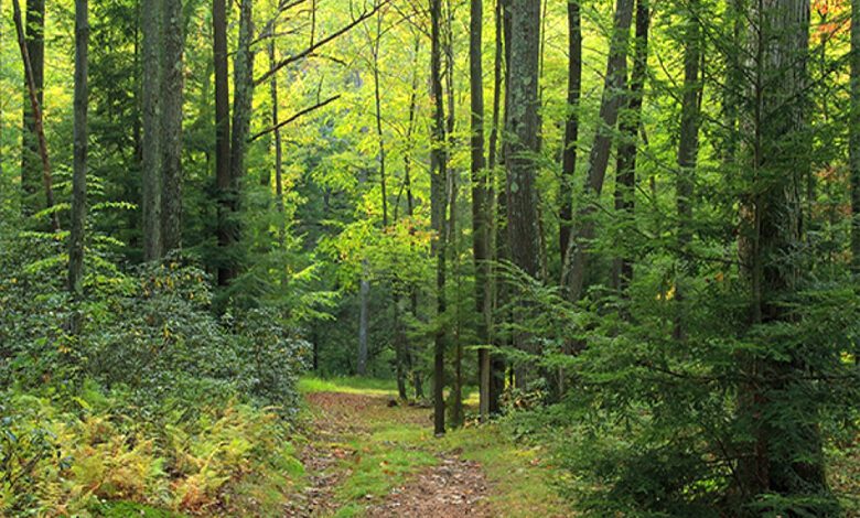 Forest-Area-amravati-mandal