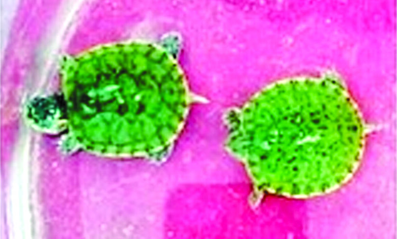 Turtle-smuggling-amravati-mandal