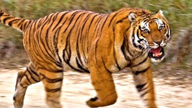 Tiger-Protection-amravati-mandal