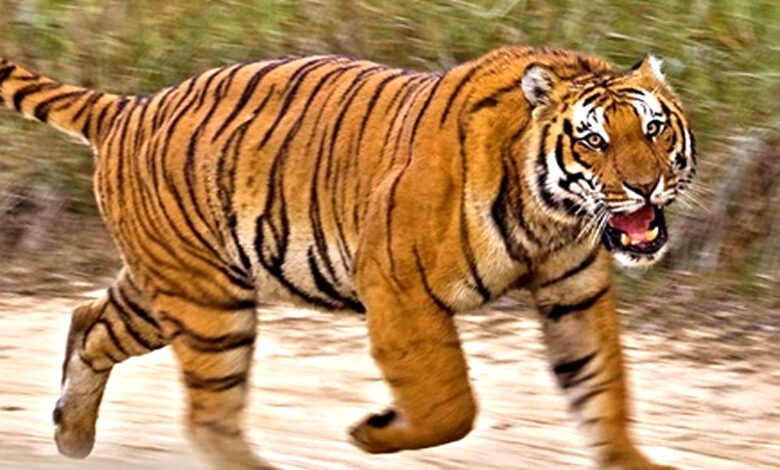 Tiger-Protection-amravati-mandal