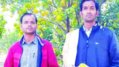 Orange-Production-amravati-mandal