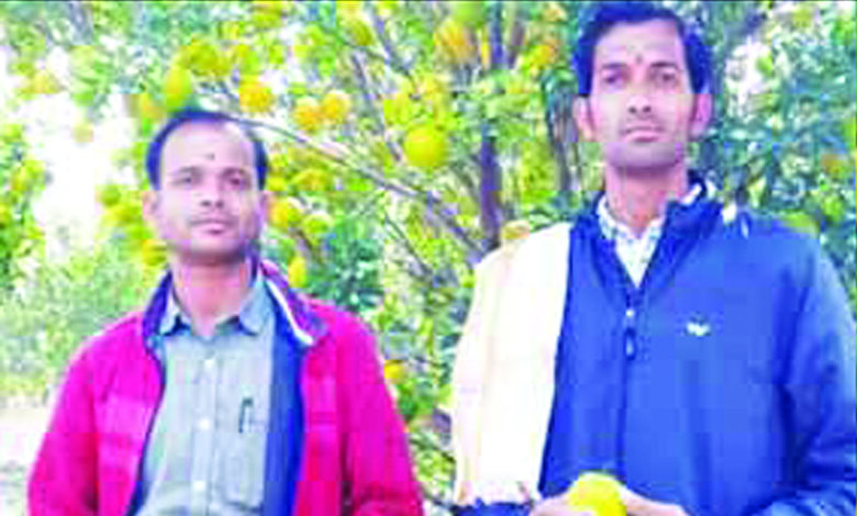 Orange-Production-amravati-mandal