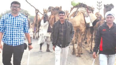 camel-amravati-mandal