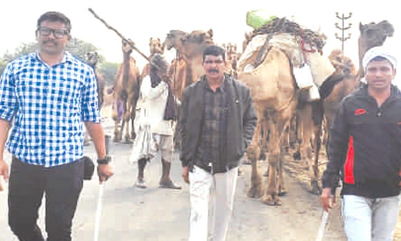 camel-amravati-mandal