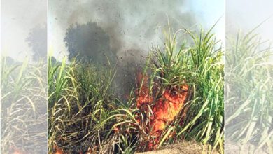 Burning-Sugarcane-amravati-mandal