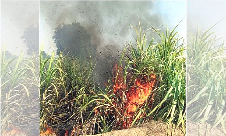 Burning-Sugarcane-amravati-mandal