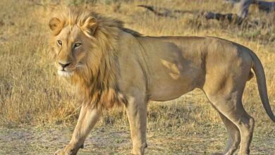 Lioness-amravati-mandal