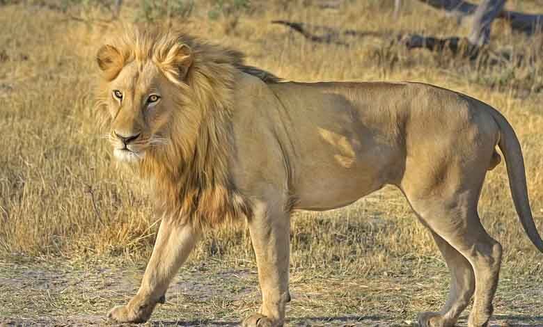 Lioness-amravati-mandal