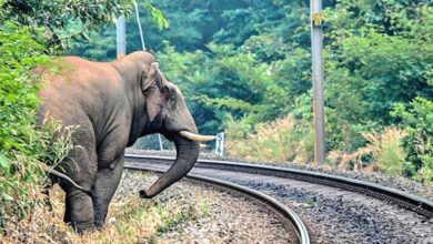 Death-of-Elephants-amravati-mandal