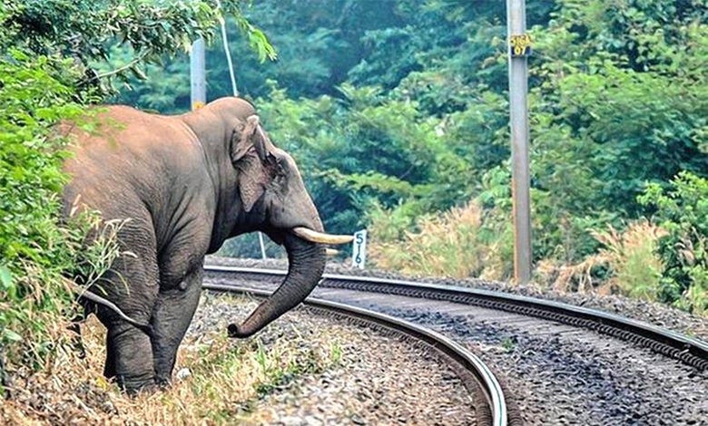 Death-of-Elephants-amravati-mandal