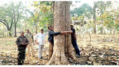 Teak-Tree-amravati-mandal