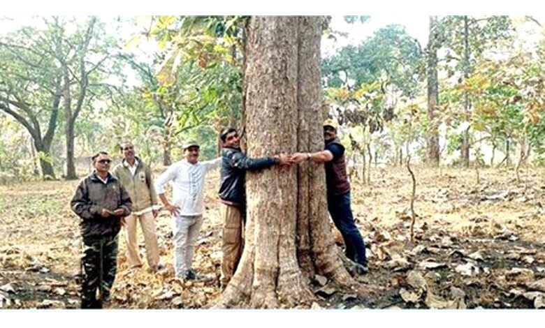 Teak-Tree-amravati-mandal