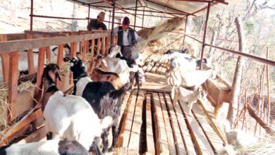 goat-farming-scheme-amravati-mandal