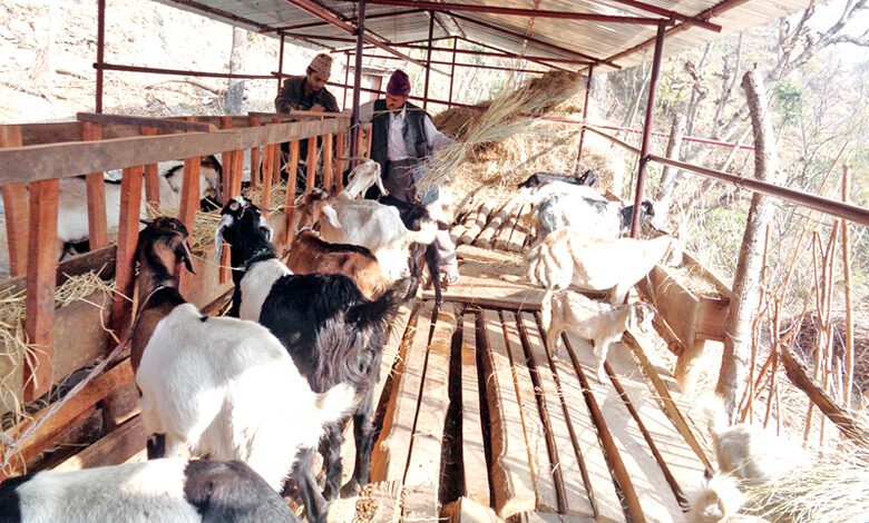 goat-farming-scheme-amravati-mandal
