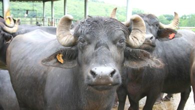 Illegal-Transportation-of-Buffalo-amravati-mandal