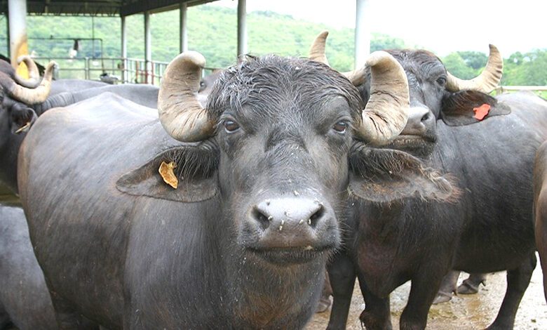 Illegal-Transportation-of-Buffalo-amravati-mandal