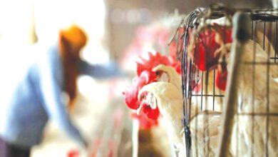 chicken-sales-amravati-mandal
