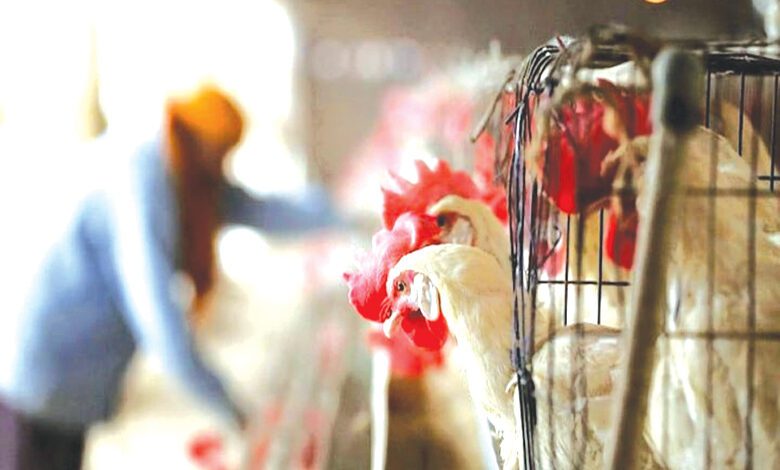chicken-sales-amravati-mandal