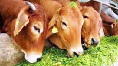 Animal-Food-amravati-mandal