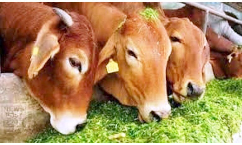 Animal-Food-amravati-mandal