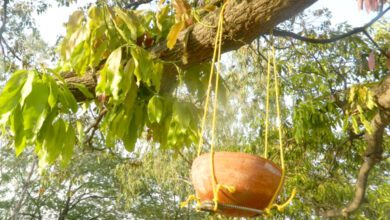 Birds-Water-Pot-amravati-mandal