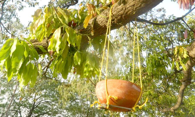 Birds-Water-Pot-amravati-mandal
