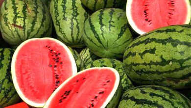Watermelons-amravati-mandal