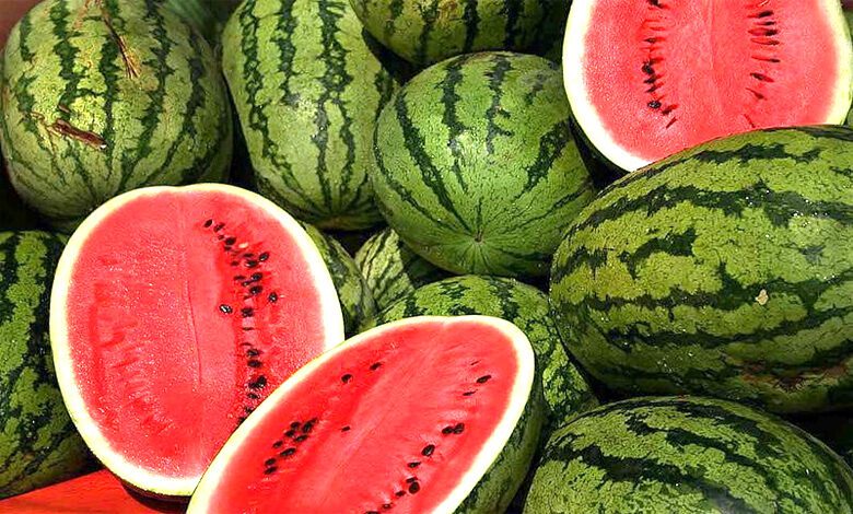 Watermelons-amravati-mandal